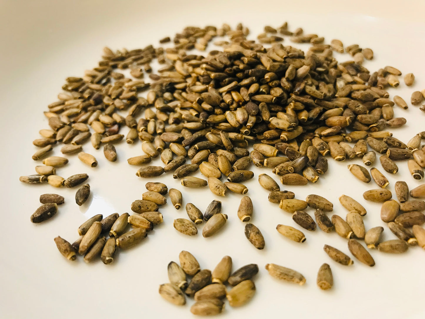 Milk Thistle Seed
