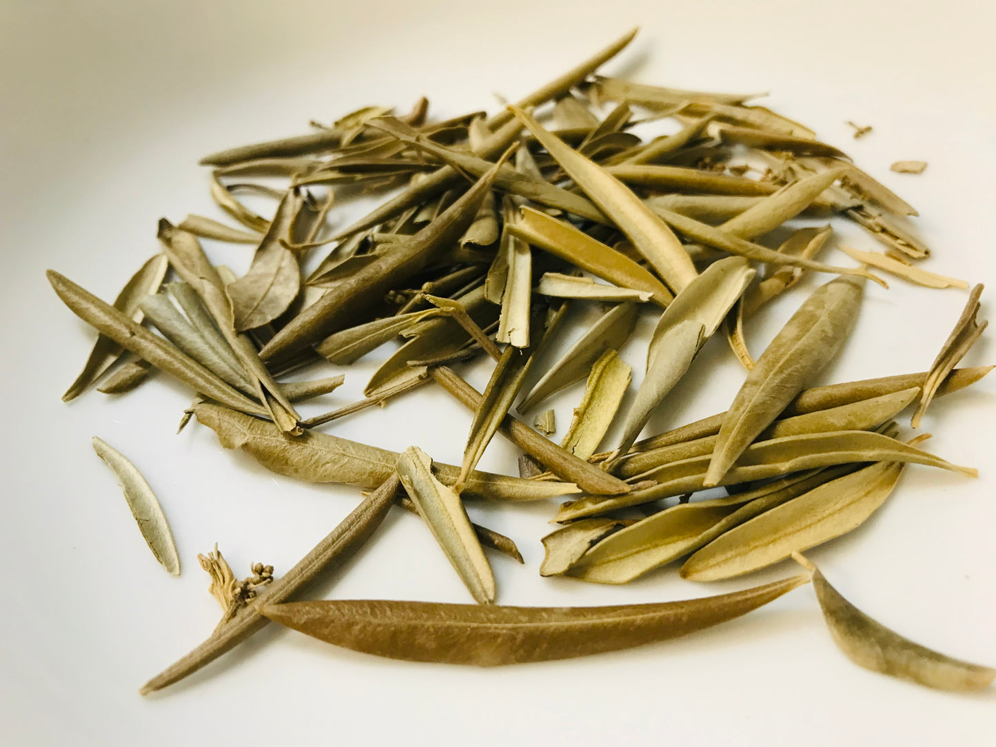 Olive Leaf