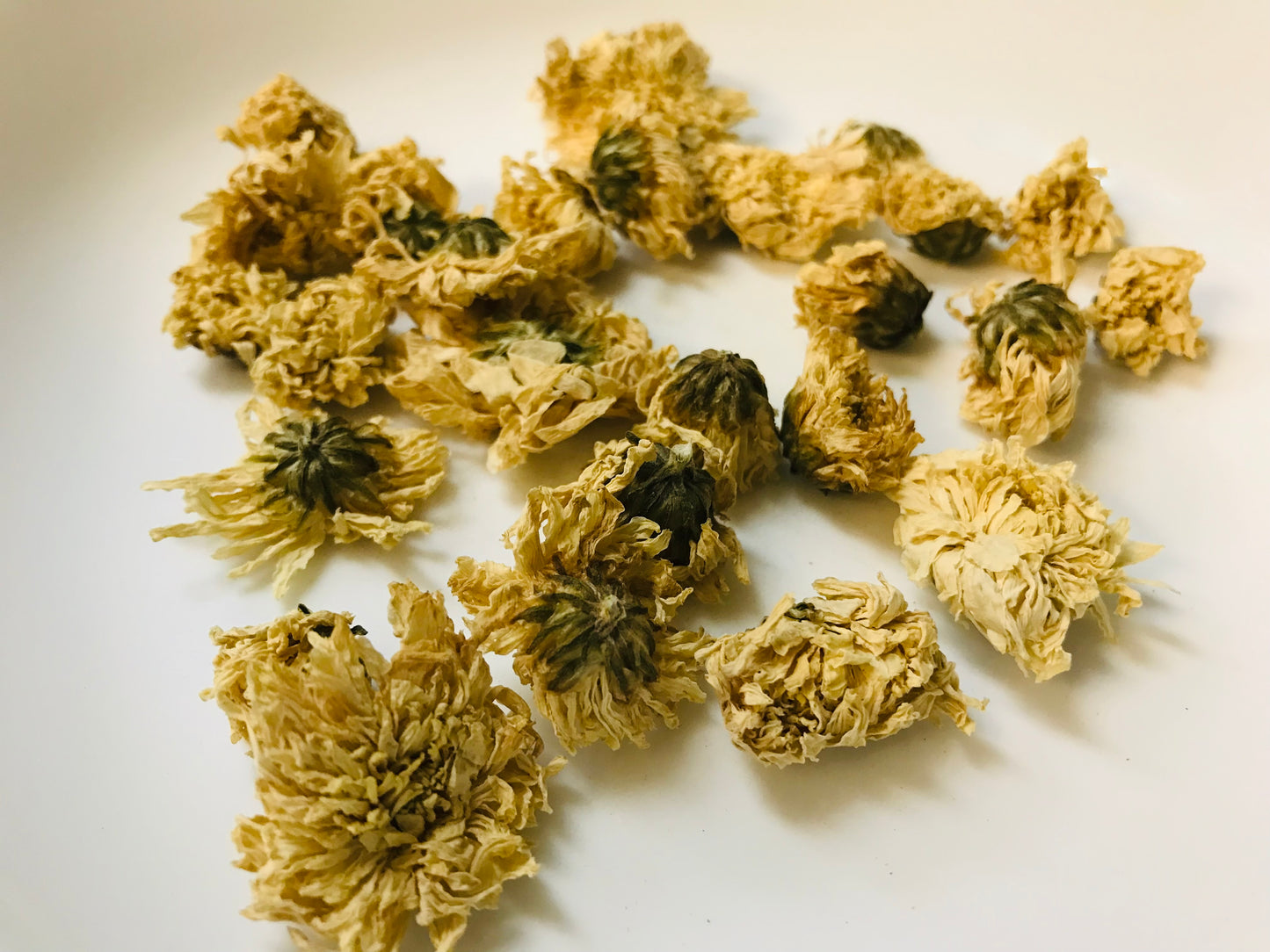 Chrysanthemum
