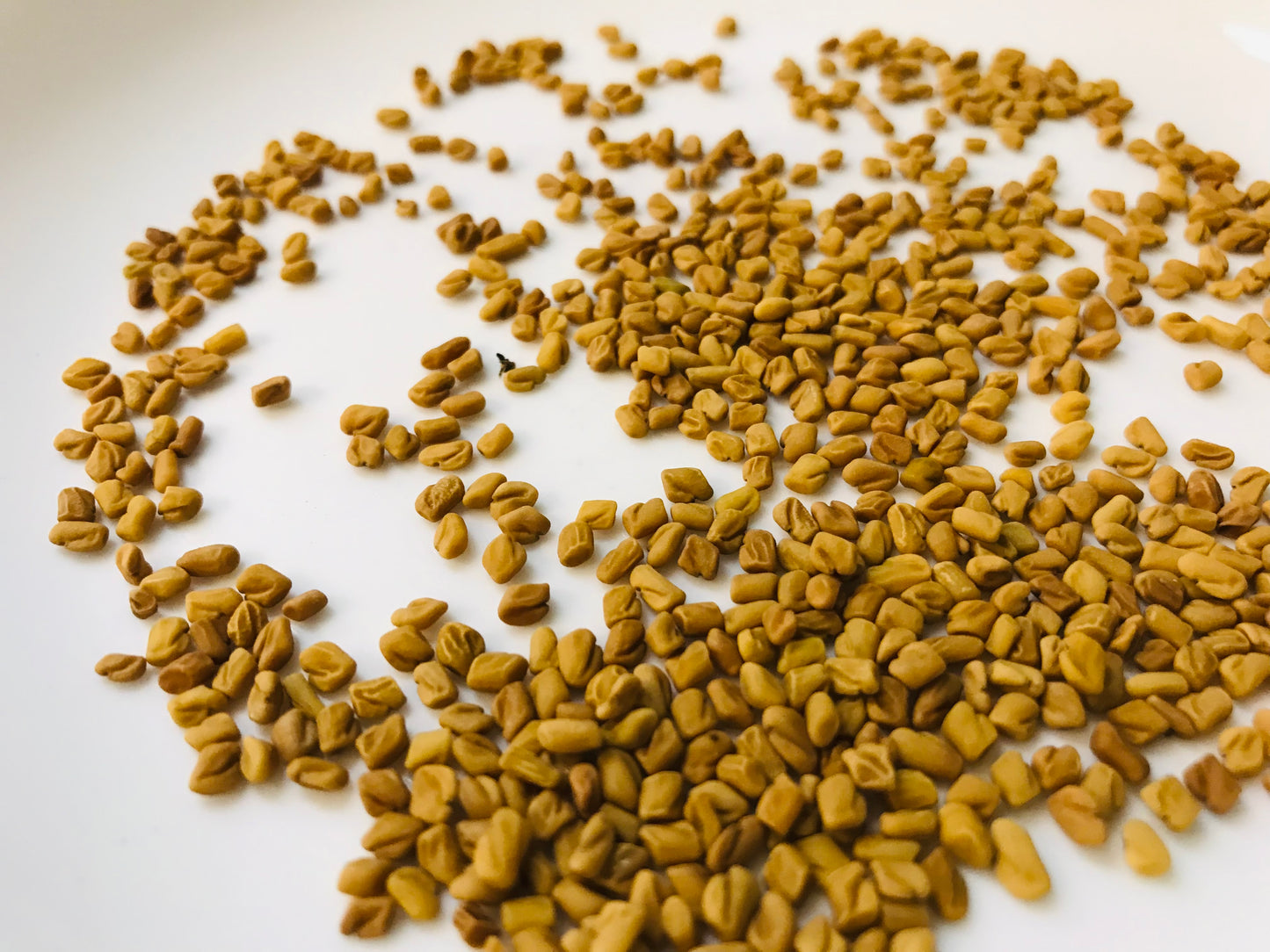 Fenugreek